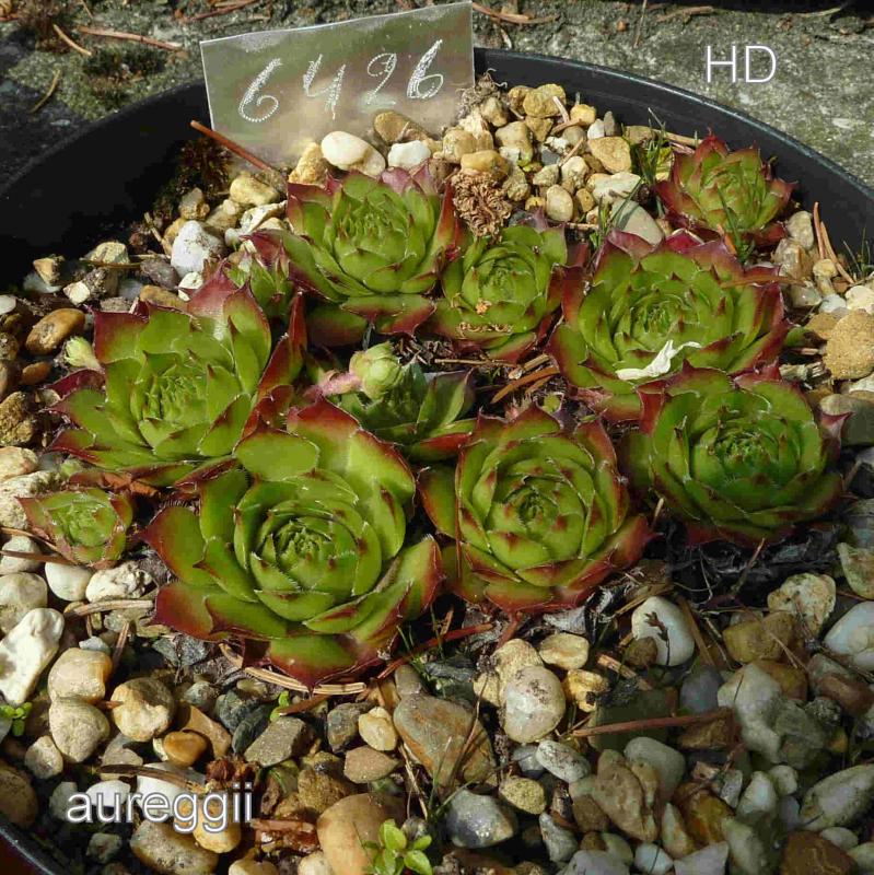 tectorum var. tectorum (aureggii)