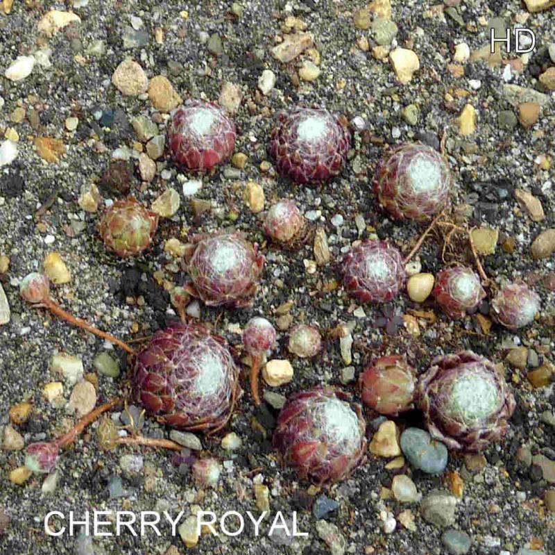 Cherry Royal
