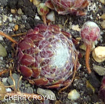 Cherry Royal