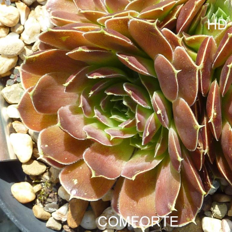 Comforte / Jovi