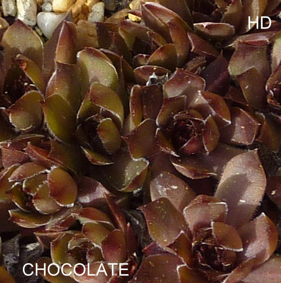 Chocolate ( II )