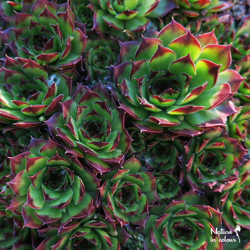 marmoreum ssp. marmoreum (balcanicum)