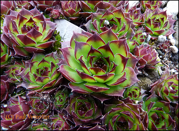 marmoreum ssp. marmoreum (balcanicum)