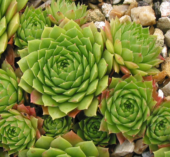 marmoreum ssp. ballsii from Çuka e Peçit