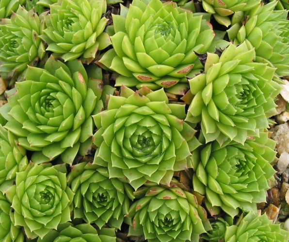 marmoreum ssp. ballsii from Smolikas