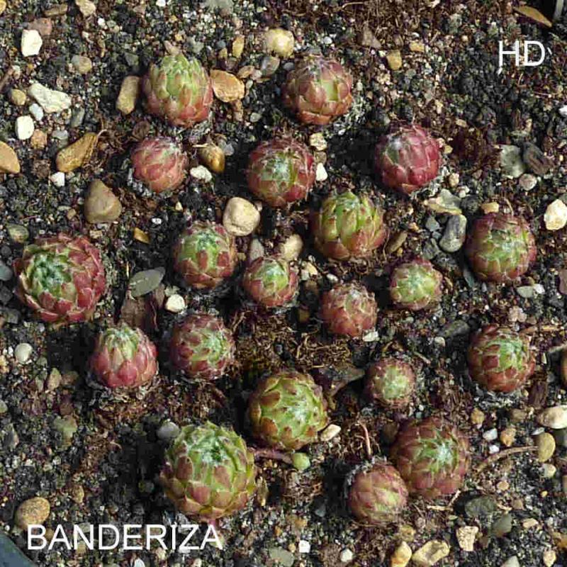 Banderiza
