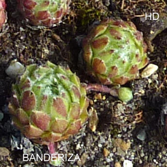 Banderiza