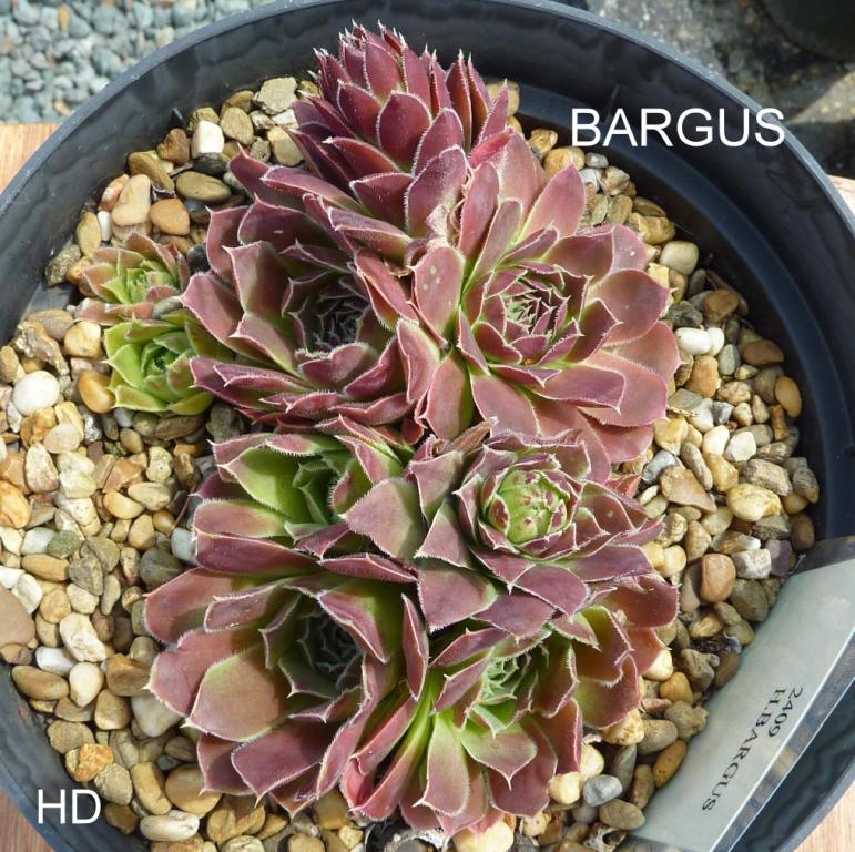 Bargus / Jovi