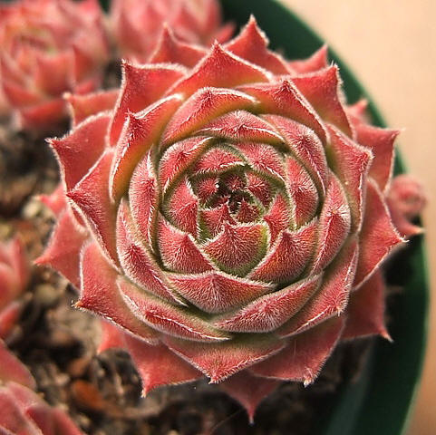 montanum ssp. burnatii