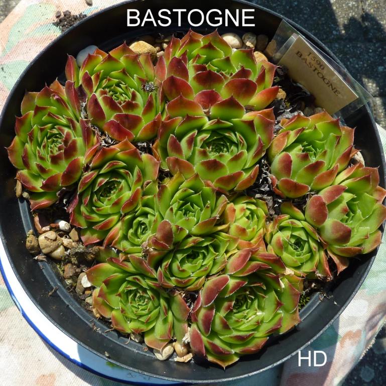 Bastogne / Jovi