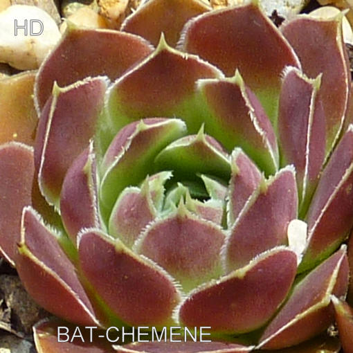 Bat-Chemeche / Jovi