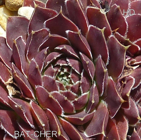 Bat-Cher / Jovi