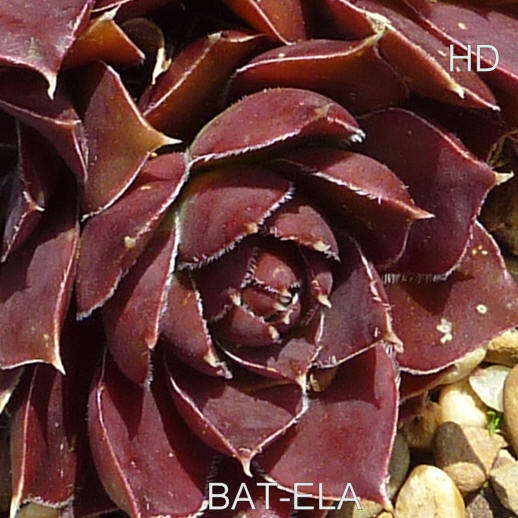 Bat-Ela / Jovi