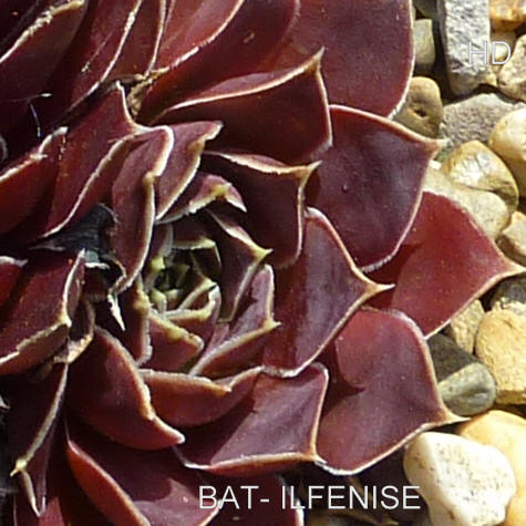 Bat-Ilfenise / Jovi