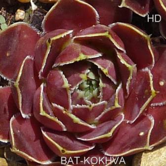 Bat-Kokhva / Jovi