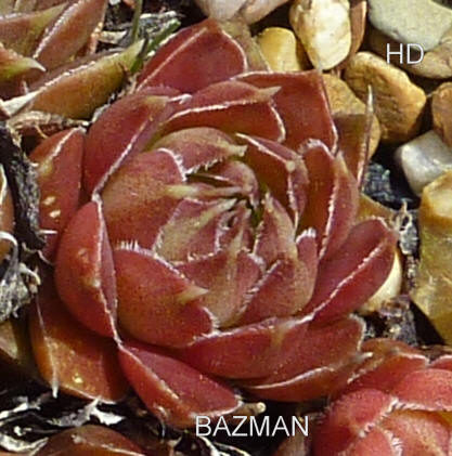 Bazman / Jovi