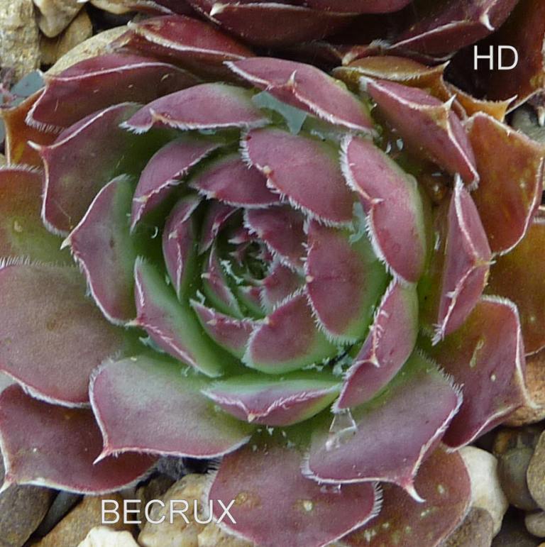 Becrux / Jovi