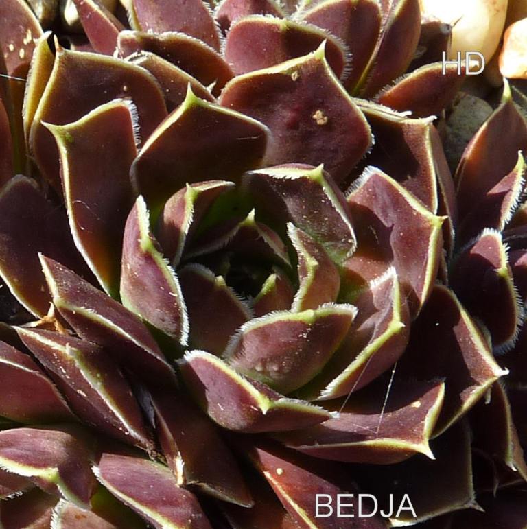 Bedja / Jovi