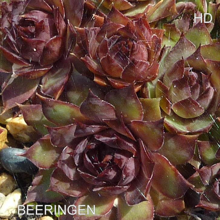 Beeringen