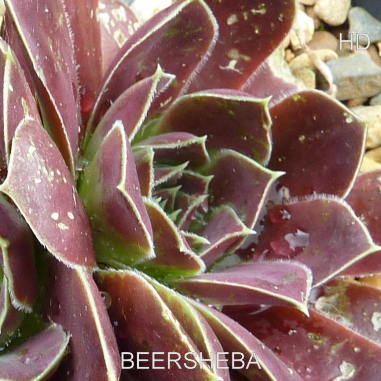 Beersheba / Jovi