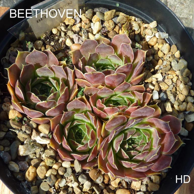 Beethoven / Jovi