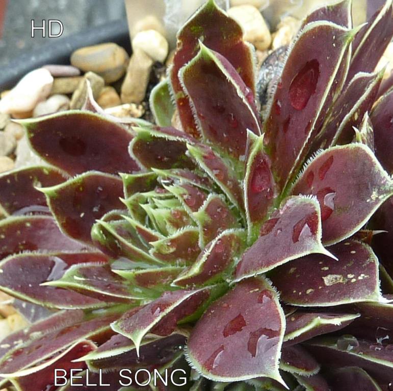 Bell Song / Jovi
