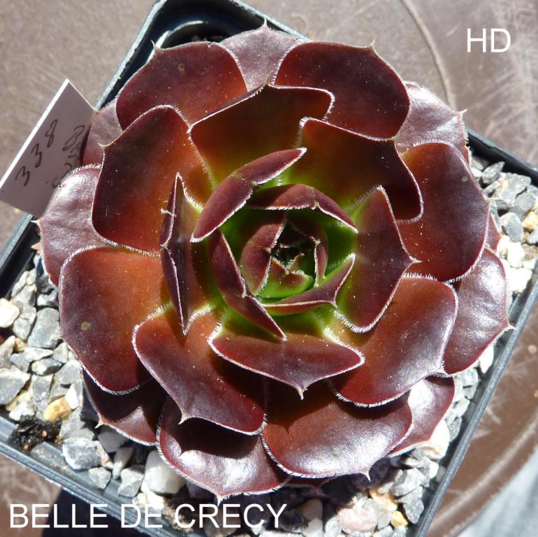 Belle de Crecy / Jovi