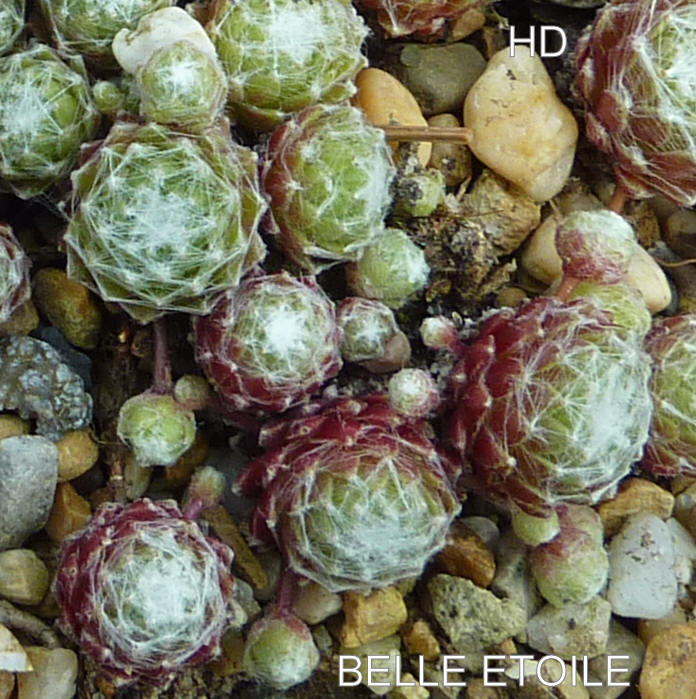 Belle Etoile
