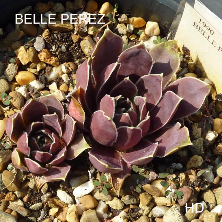 Belle Perez / Jovi