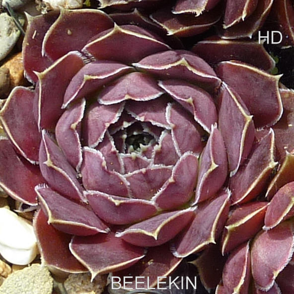 Beelekin / Jovi