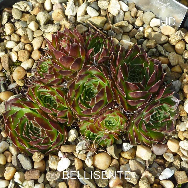 Bellisente / Jovi