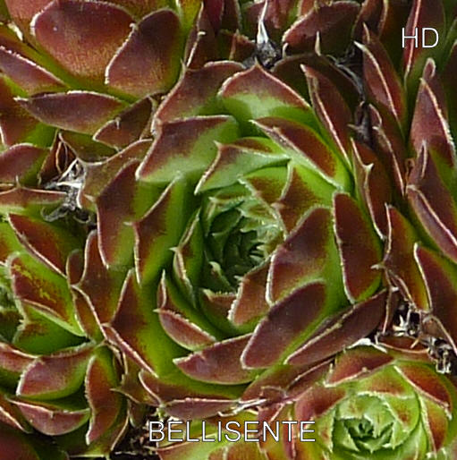 Bellisente / Jovi