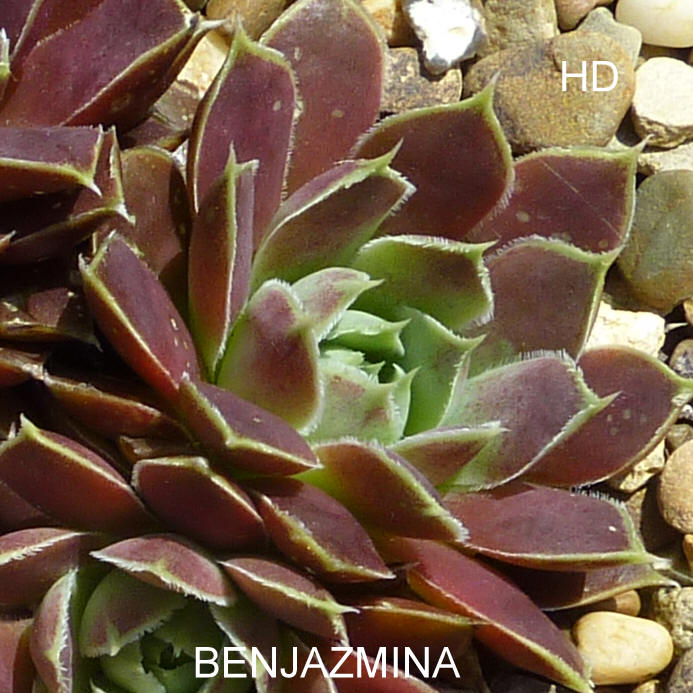 Benjazmina / Jovi