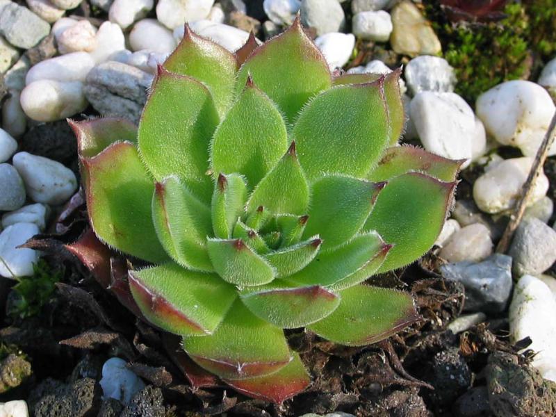 tectorum var. tectorum (boissieri)