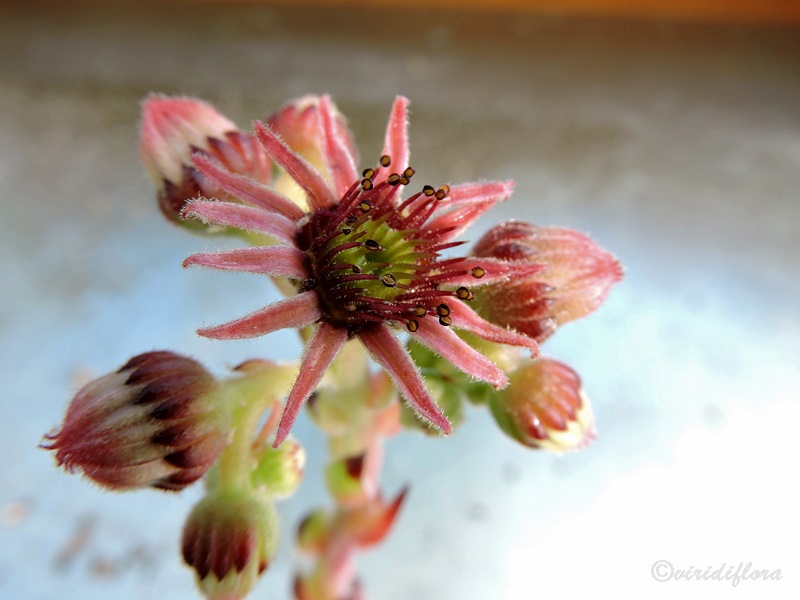tectorum var. tectorum (boissieri)