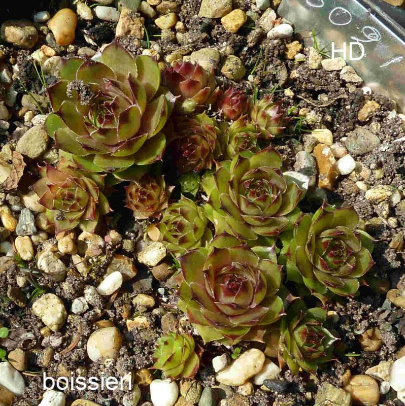 tectorum var. tectorum (boissieri)
