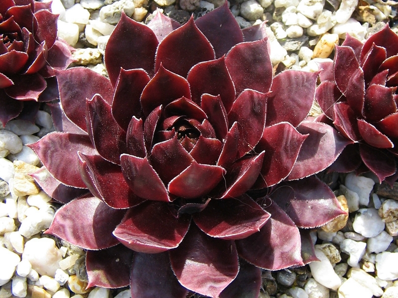 Cherry Tart