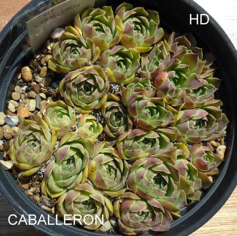 Caballeron / Jovi