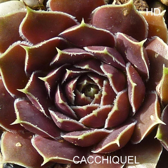 Cacchiquel / Jovi