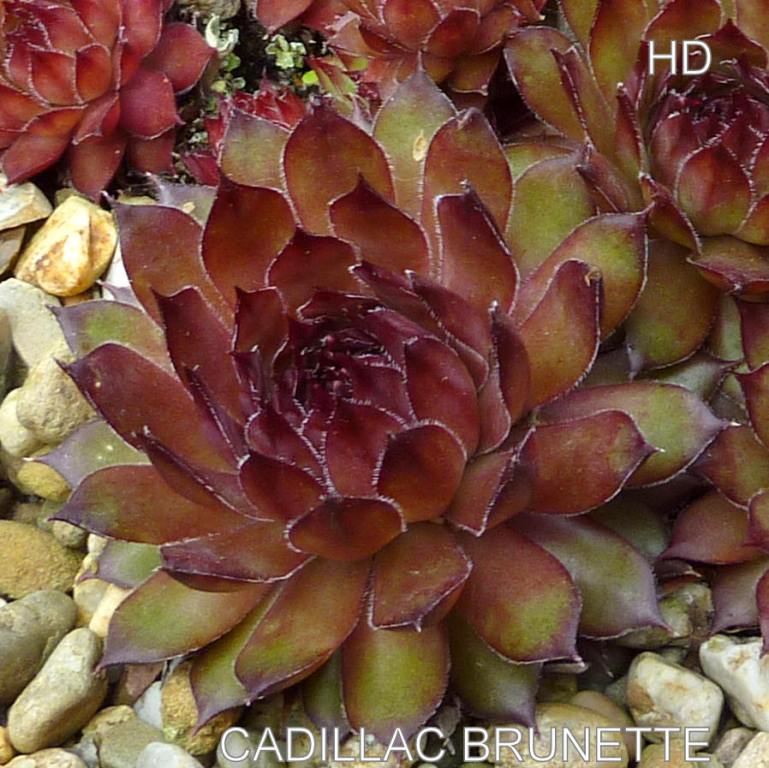 Cadillac Brunnette