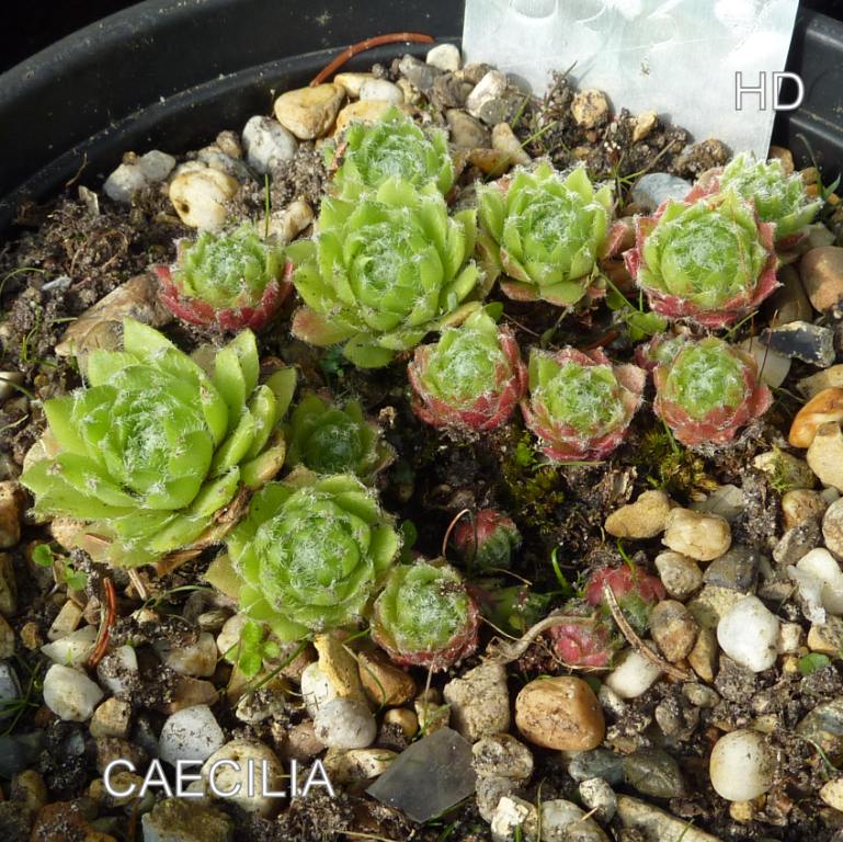 Caecilia