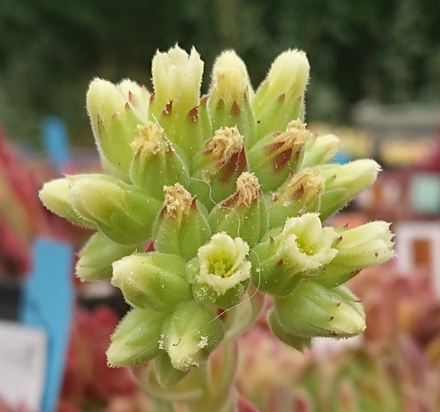 Calayo / Jovi