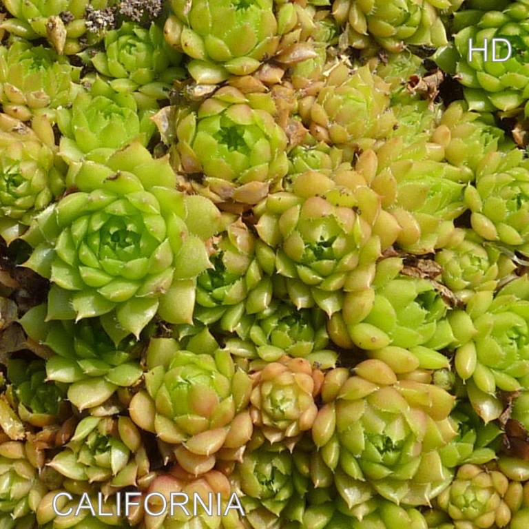 California