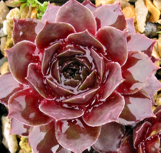 Caliph's Hat