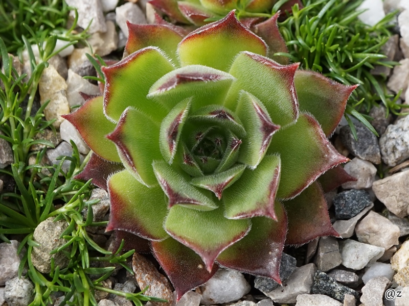Calmerrite