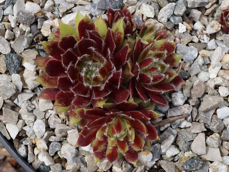 Calypso