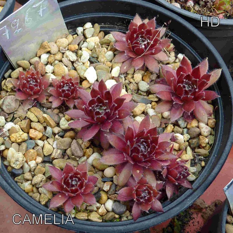 Camelia