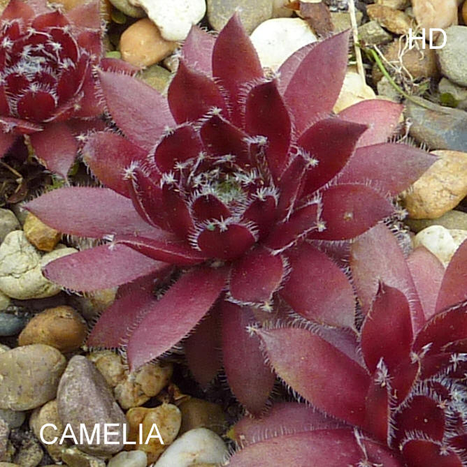 Camelia