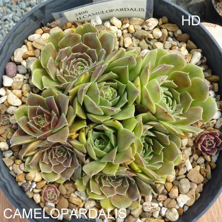 Camelopardalis / Jovi