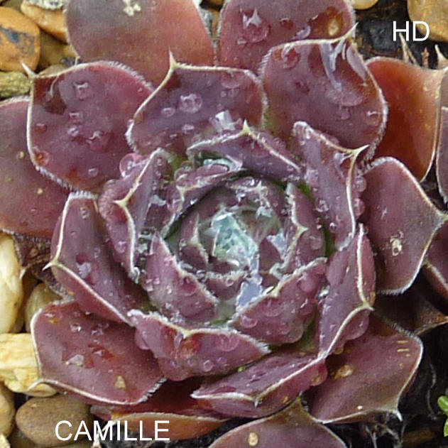 Camille / Jovi
